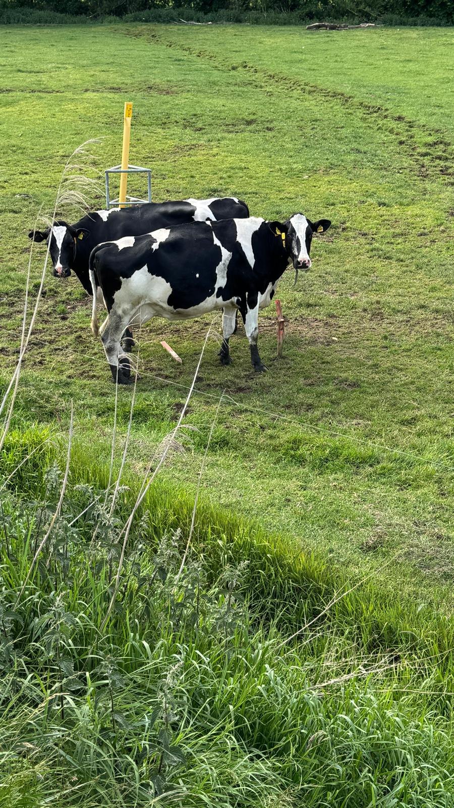 Twee koeien in een weiland bij uitgezette piketten, waarvan er één is omgelopen